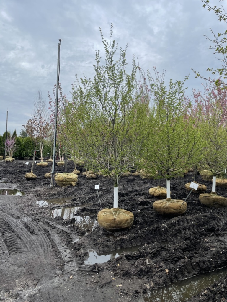 005148D8-4EEE-4F9A-B076-4A277C04517B_1_105_c