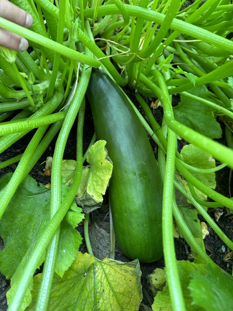 266B2237-ECFA-493B-A8DE-6B669466549E_1_105_c