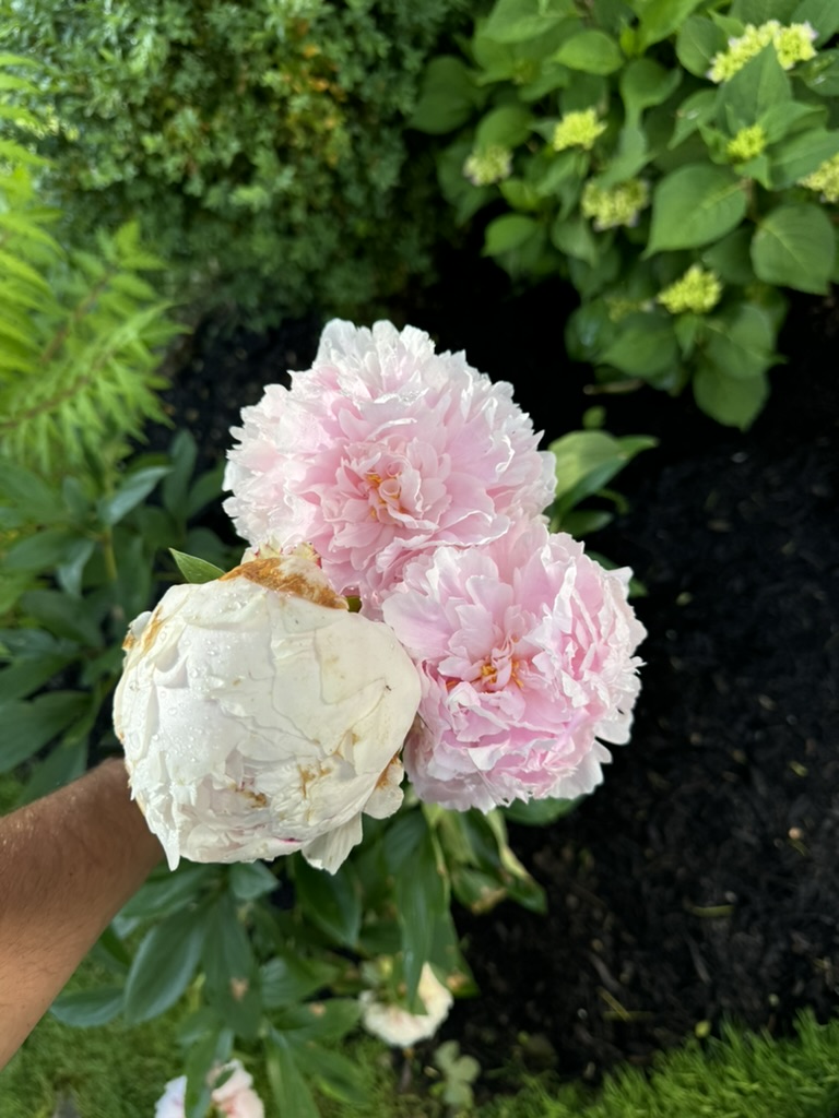 3B6DC29C-18F1-4706-8249-0181F5BD5CCE_1_105_c