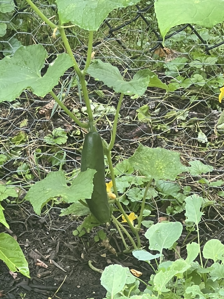 3FCD27BF-E7F0-43FA-8C49-0BBFD91F414D_1_105_c