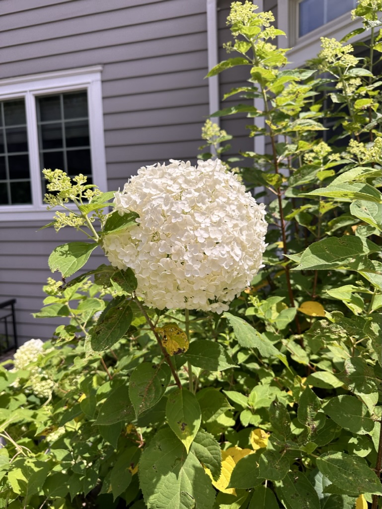 43E51D87-2157-43A6-8474-B6F5EFDA6BA7_1_105_c