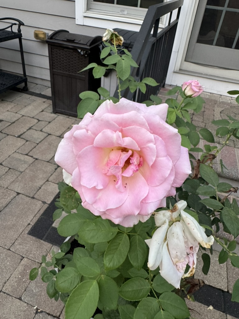 4BAA6723-5B0C-476D-933F-37A34D434E52_1_105_c