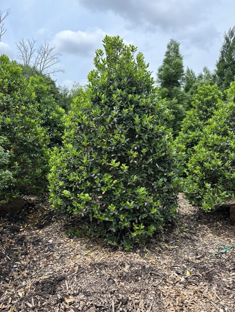 51C568BB-DD3F-4C43-8A83-85F9A0642B8A_1_105_c