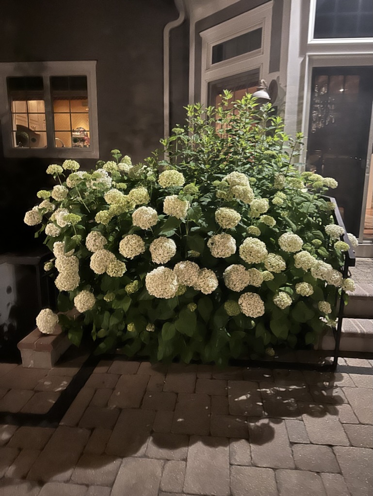 52511347-43F1-4FB1-881C-3C6090CDFBB5_1_105_c