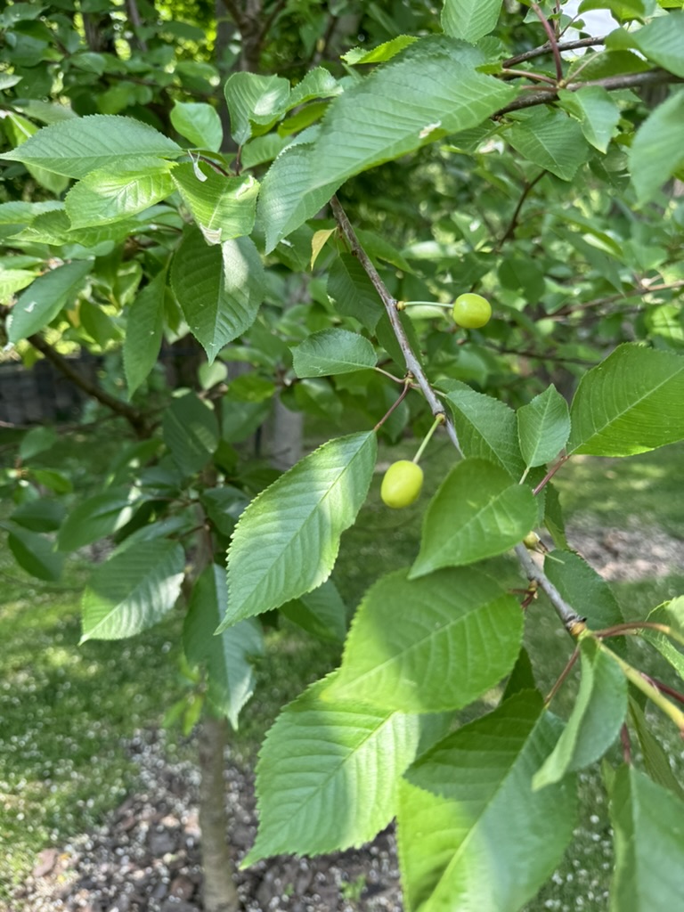 575BF6C5-BF73-4234-9604-E317A3A4F150_1_105_c