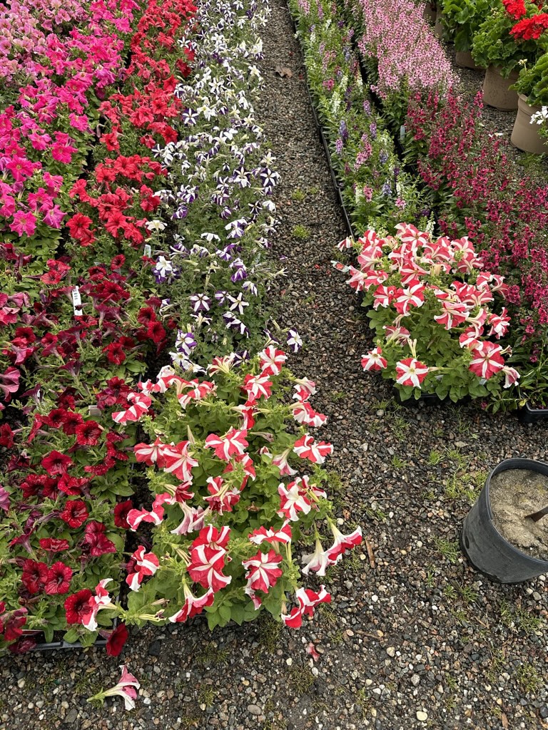 59403C8F-28B2-49A5-98EA-DCBEE0EFB509_1_105_c