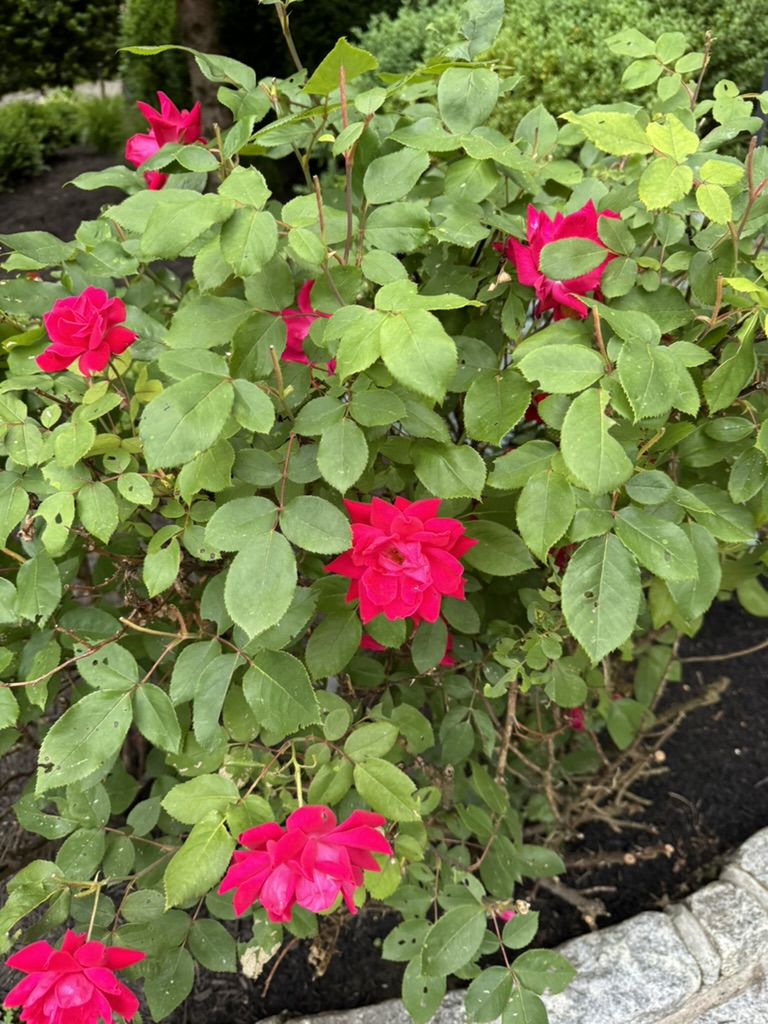 60915902-F914-4C4F-B47F-1A87798253F4_1_105_c