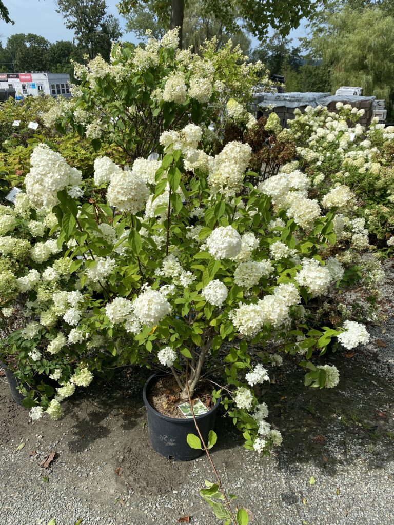 61911031772__F5A0CE92-2E69-47D3-AD26-2B80C0562065