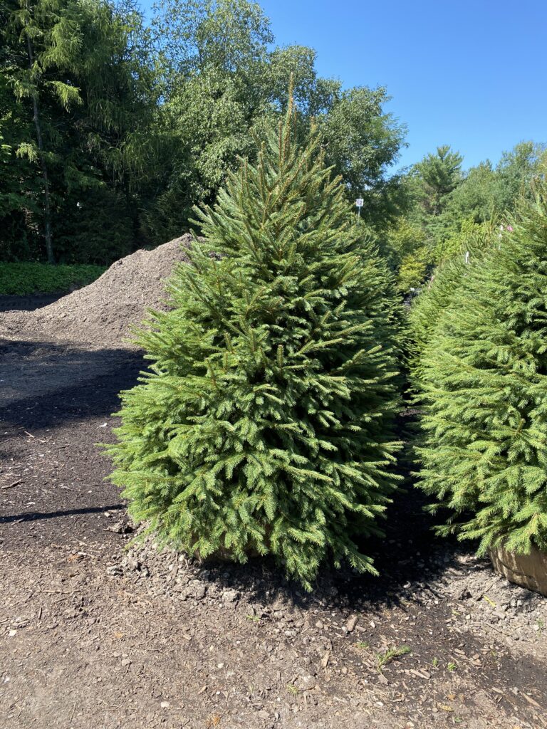 61997484207__559E9877-E4DC-4E73-A8C4-2452674830C5