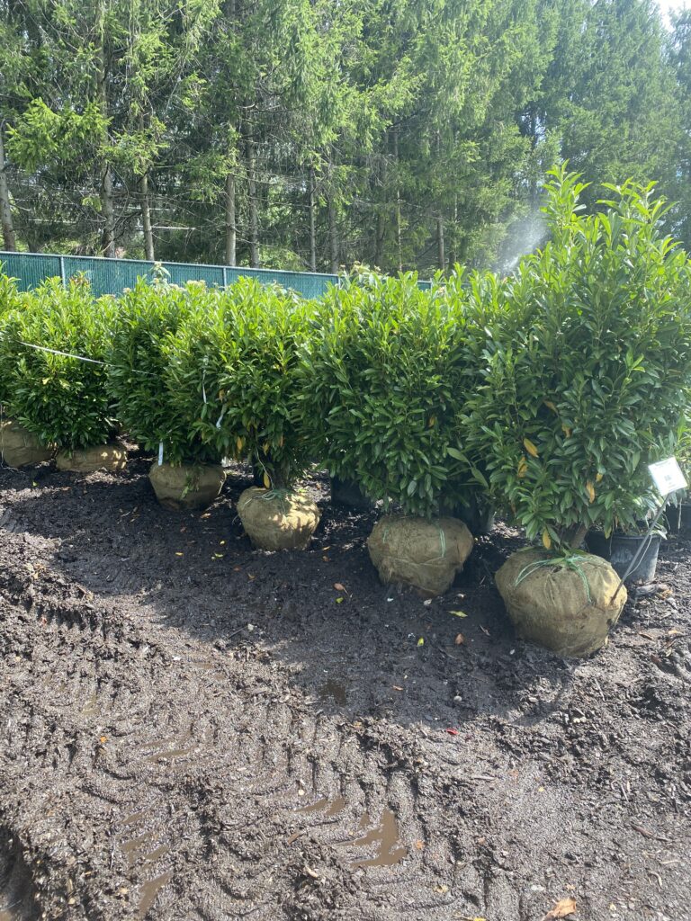 62015616010__4BEAA02D-074A-427F-AE7D-44877A13E395