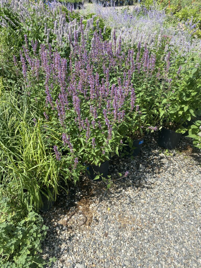 62015671737__DB29C88E-634D-4CC0-91CE-290301A186C9