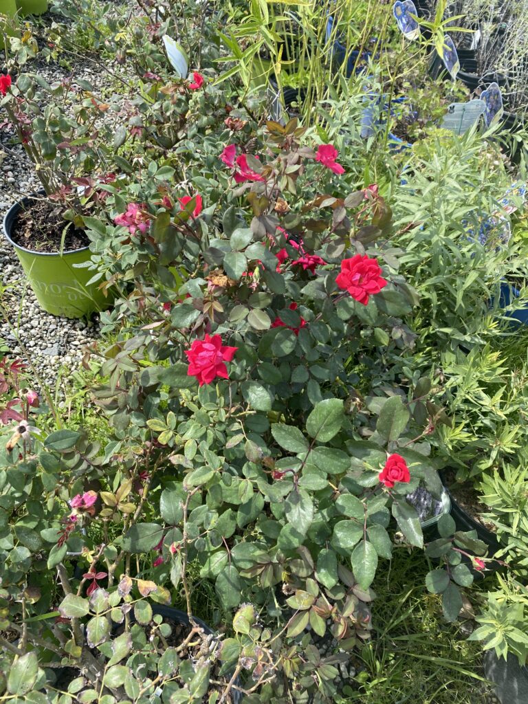 62015763039__1F5BE23A-FEA7-4E43-9634-B1C053A1F916