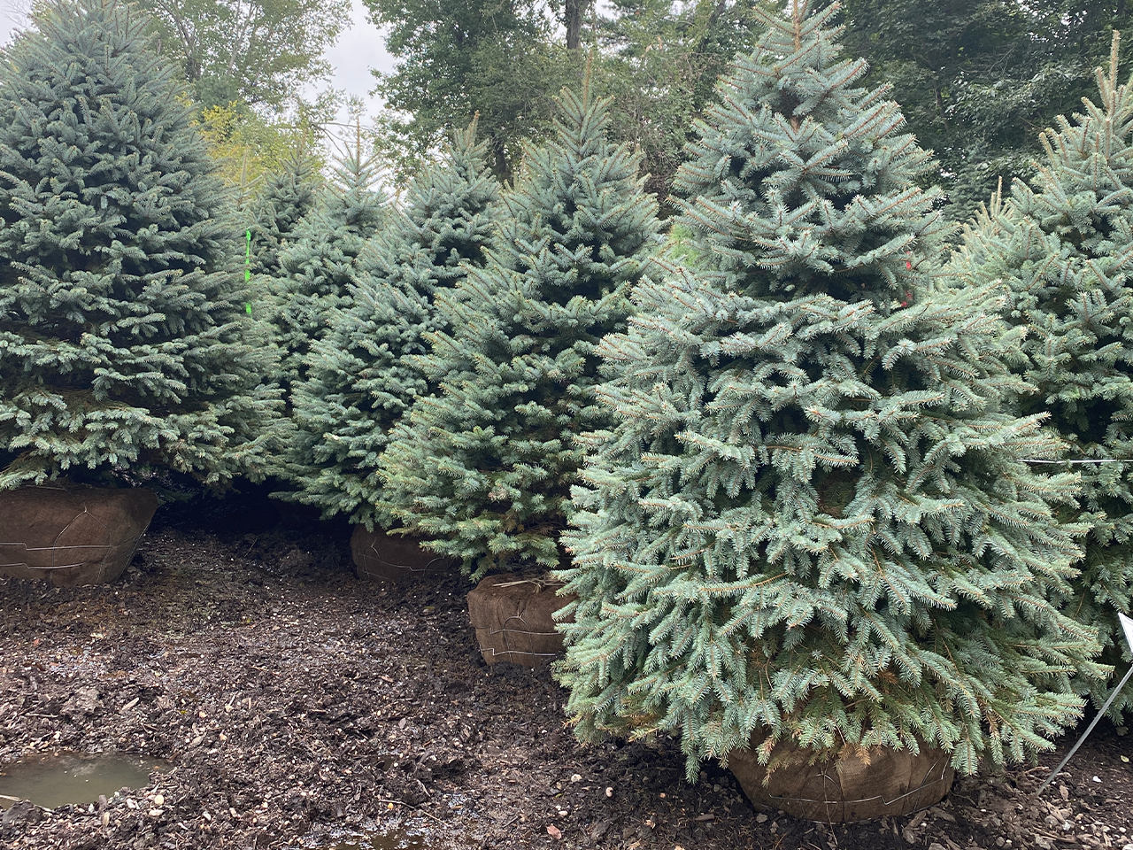 Image hover effect image