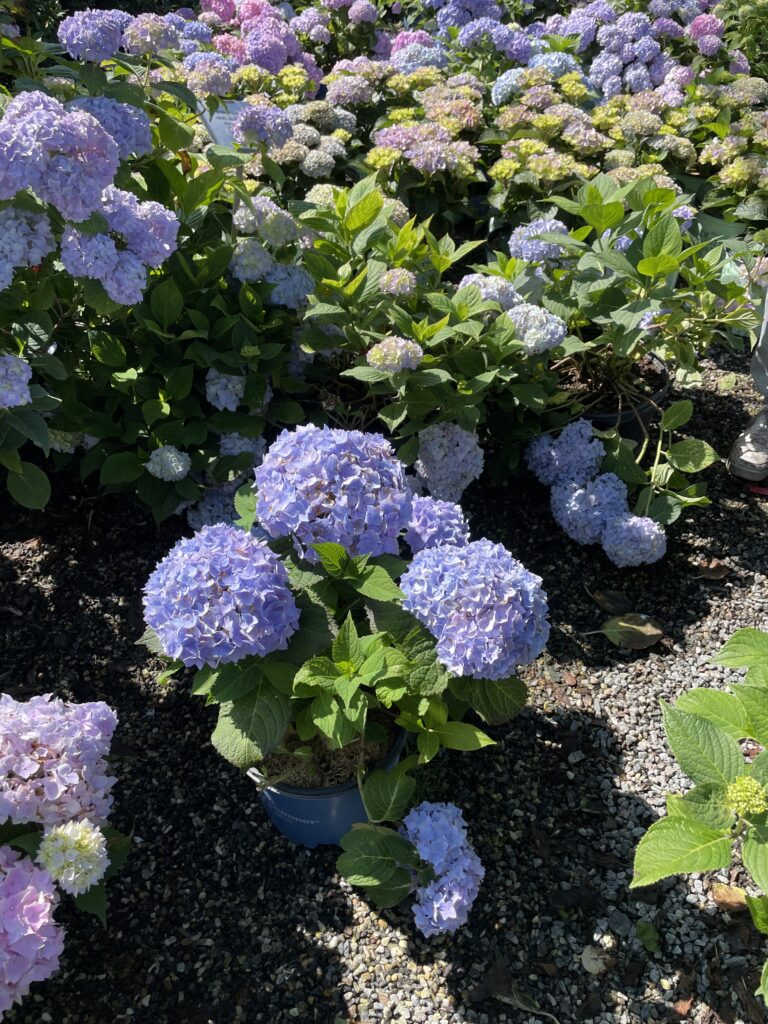 64545829545__DF5937DC-1067-4CF6-B287-3D29B38D3DE8