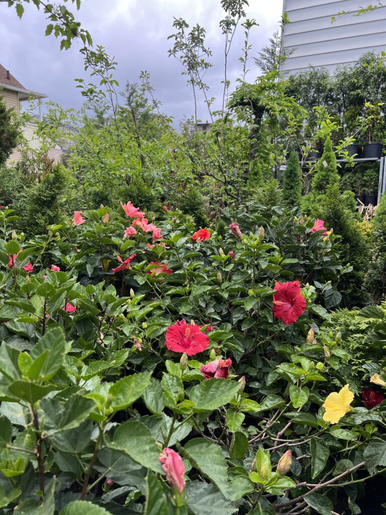 67425096680__8CFFD37D-6FC5-45F5-8C49-34D9605B58D3