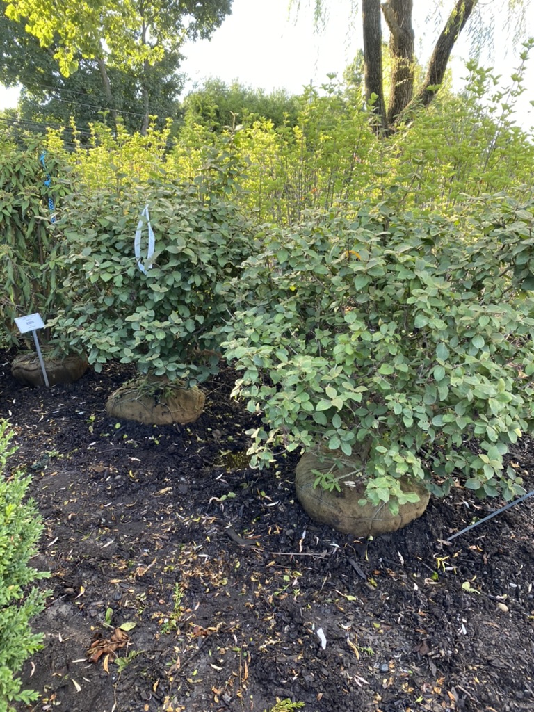 6A4DBEAB-FDC5-4BCE-ADFC-6DF59DFDF4C4_1_105_c