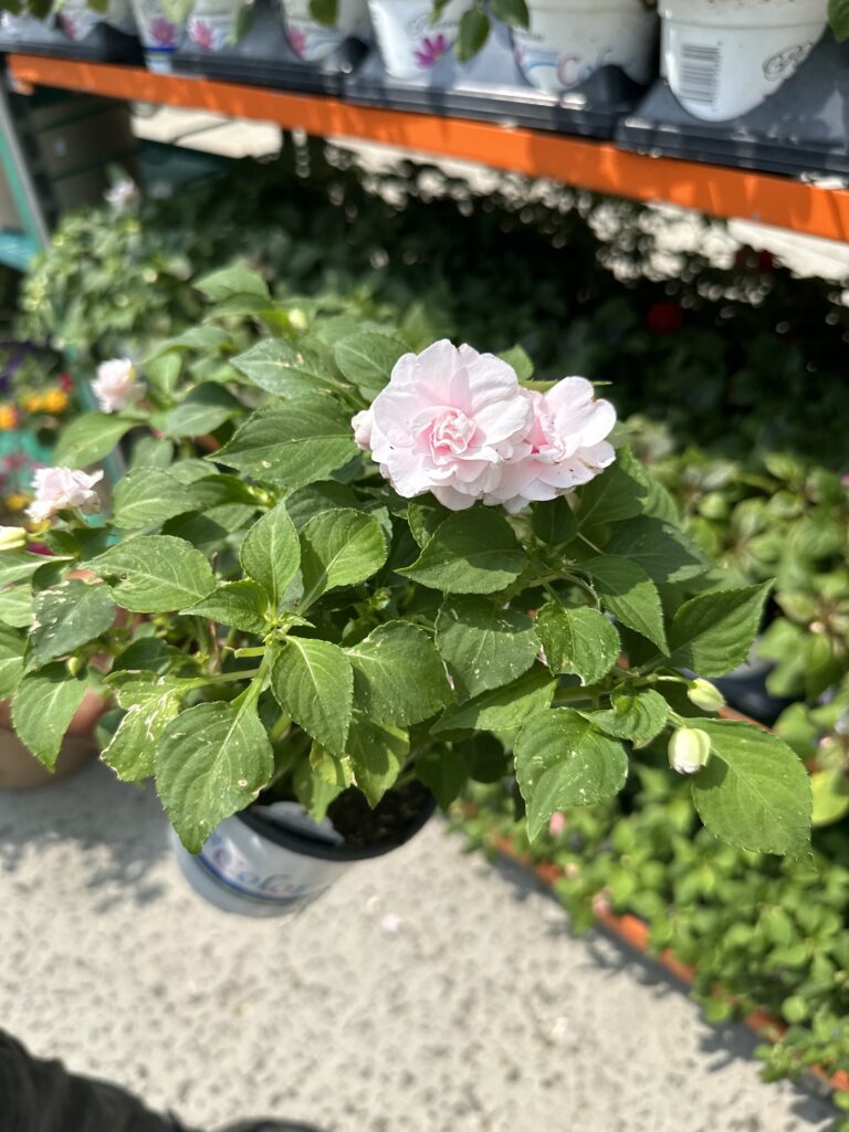 70993078777__7877E03C-0296-420C-A54E-5D2EDD498850