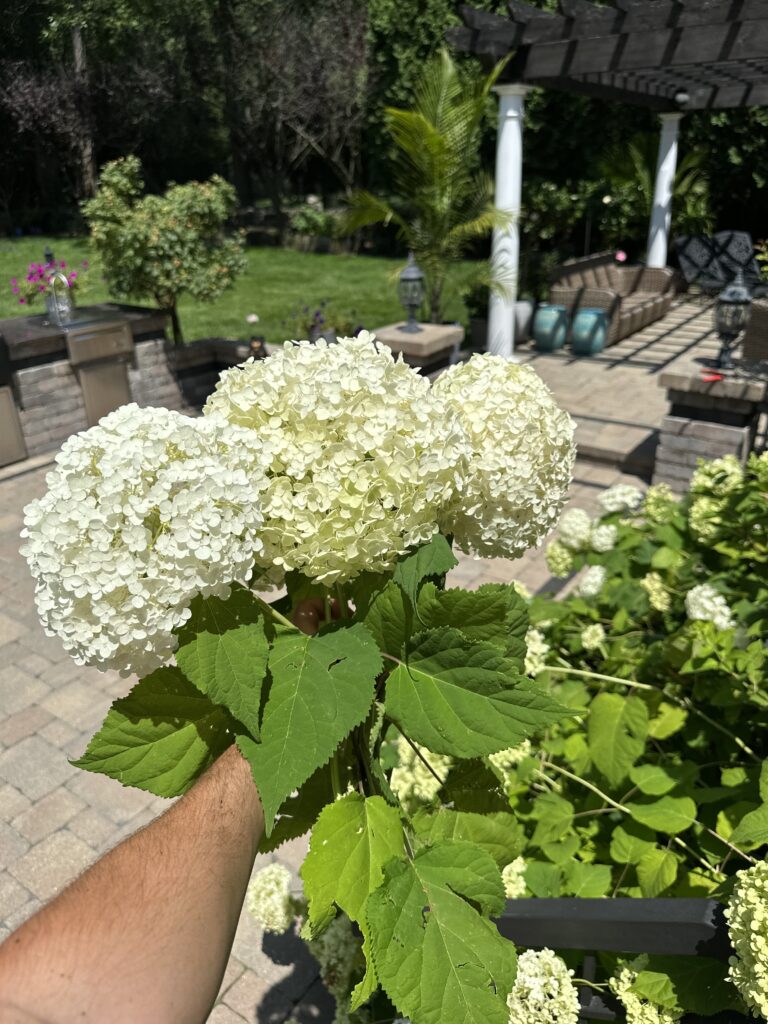 71182178900__6BB1D331-4E27-4B47-92DD-F93FF294346A