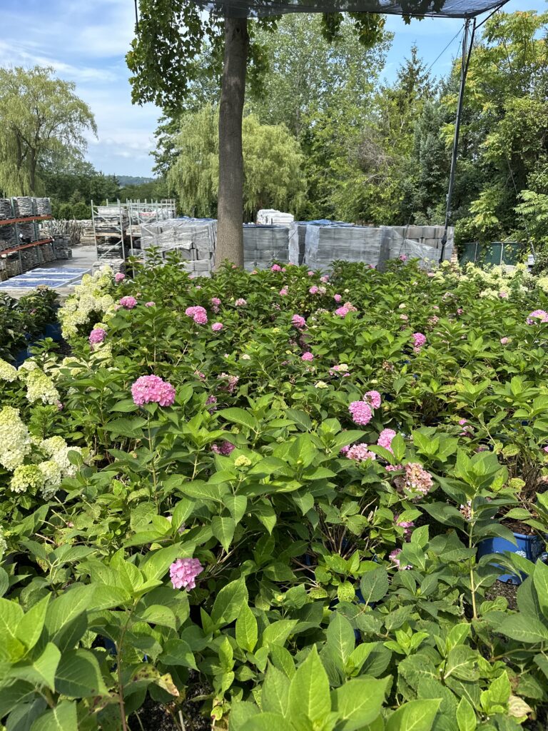 71233629740__5EDCDBBE-2391-47FF-B829-F3E2042FFDDA