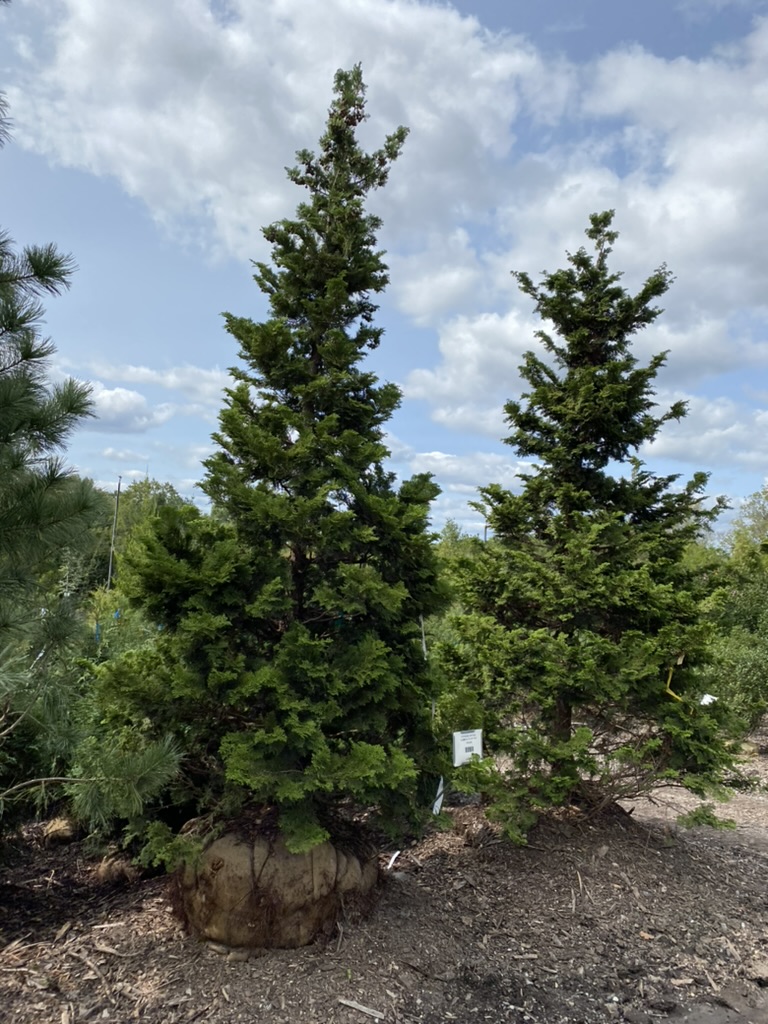 7CDC627A-9BFC-415C-96C6-BC1FF8DEBD74_1_105_c