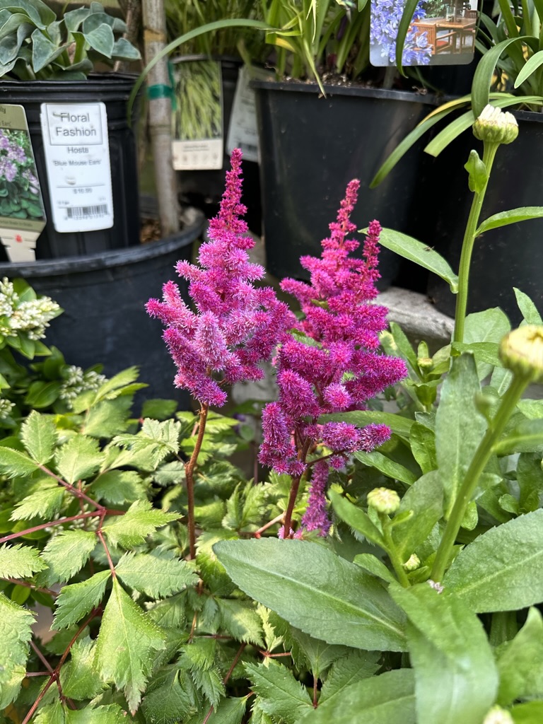 A4A5F9B4-E449-4495-A190-2EC01C8C0C0A_1_105_c