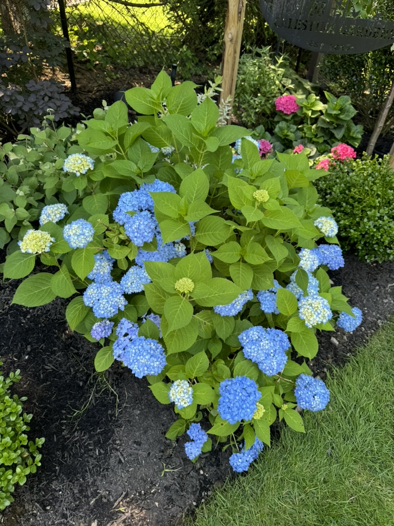 A53CBECB-4ECD-4CE8-8628-A17F744B5249_1_105_c