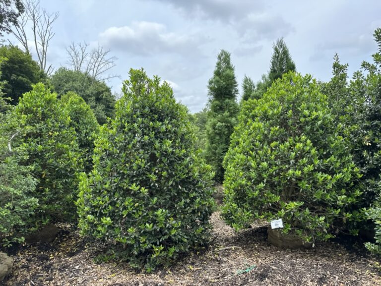 B2825A00-D06A-4D7A-91BA-9EDB586D7AAB_1_105_c