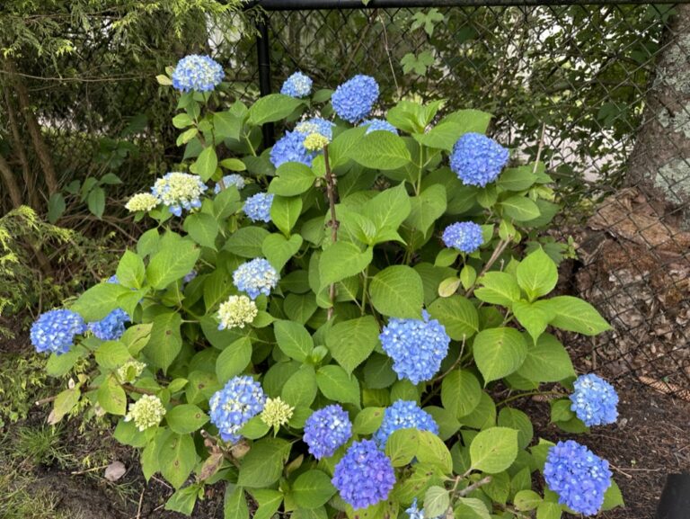 CFFCDD4D-5811-49D2-B993-AC0F2EC00312_1_105_c