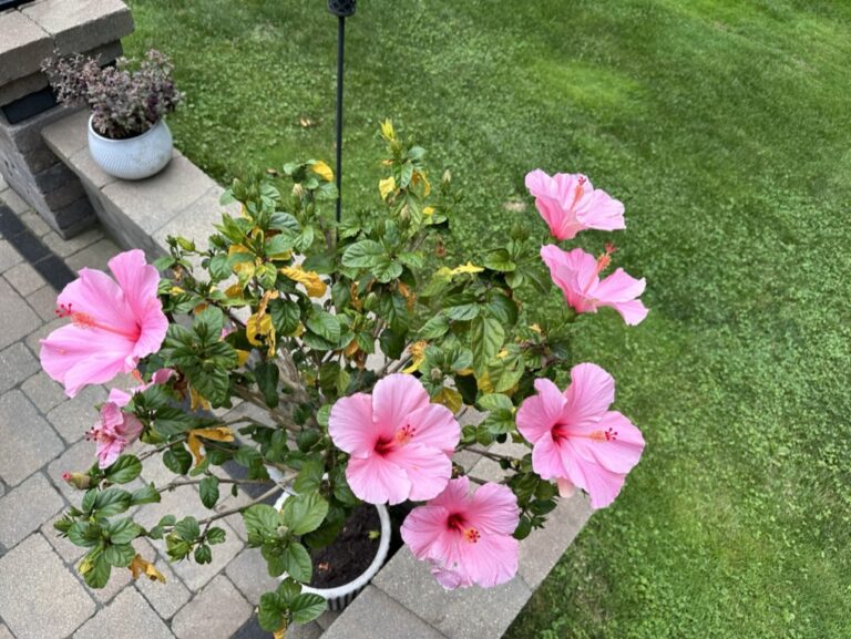 D2039BDE-1B5D-4901-8C75-EA93A01A1894_1_105_c