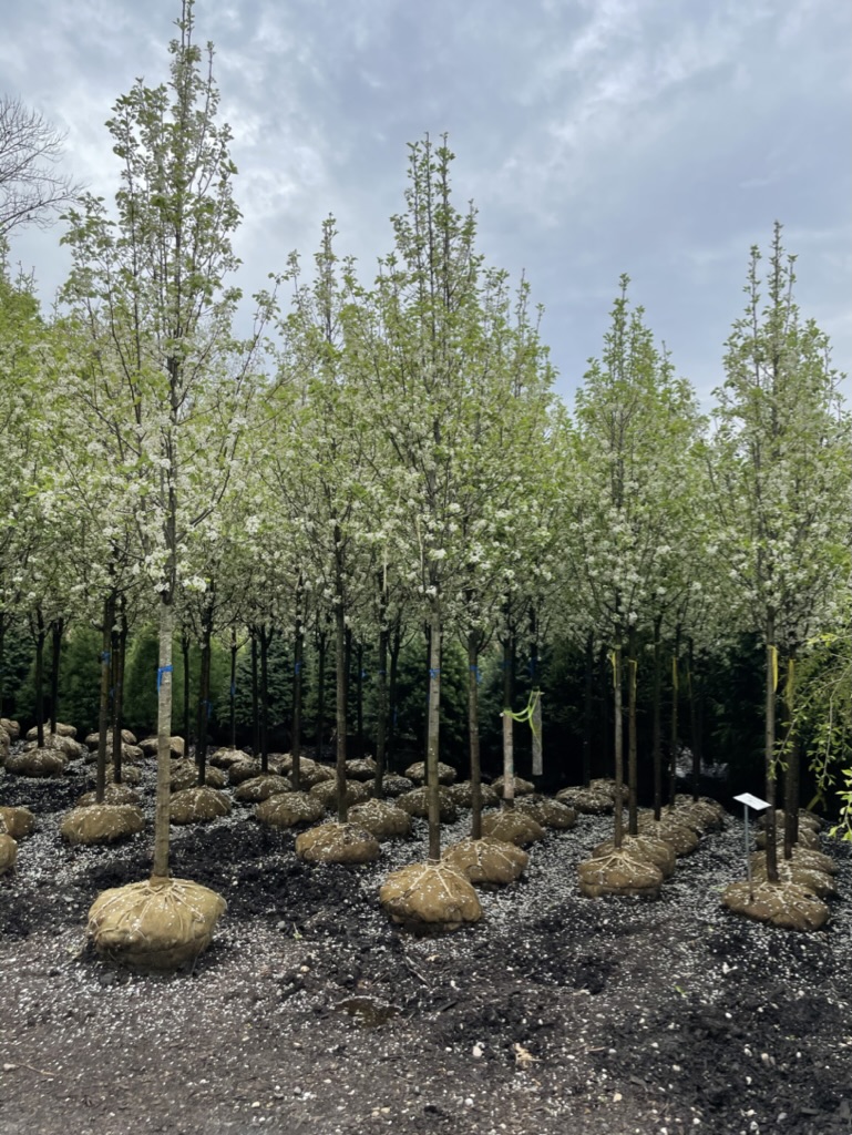 D64817FF-A49D-49BC-BAC9-B669A6E625DC_1_105_c