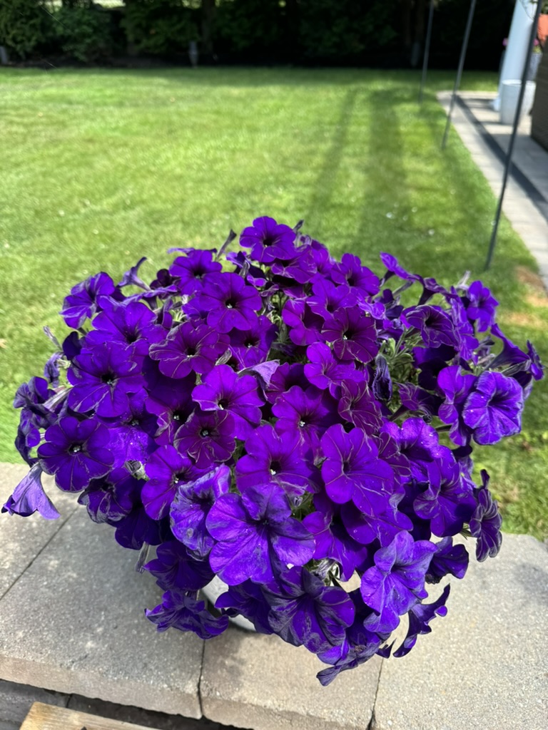 E009F101-6EE4-475D-9951-8C135EED7E9E_1_105_c