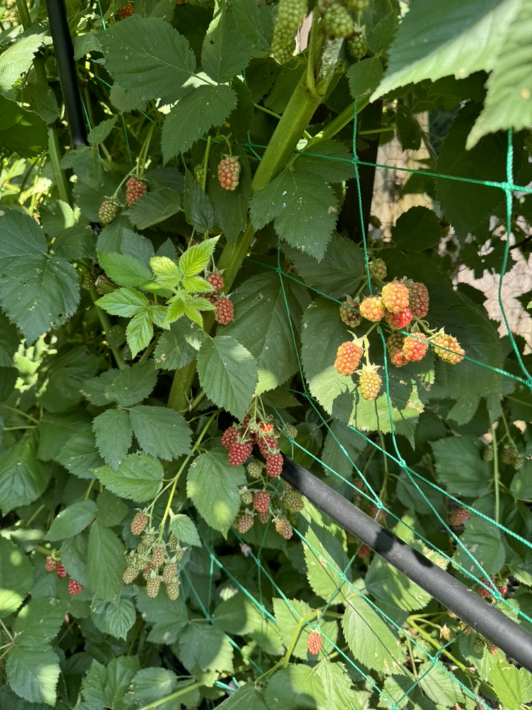 F033E7A4-8F1E-42D1-9D9E-5EA77052D7FB_1_105_c