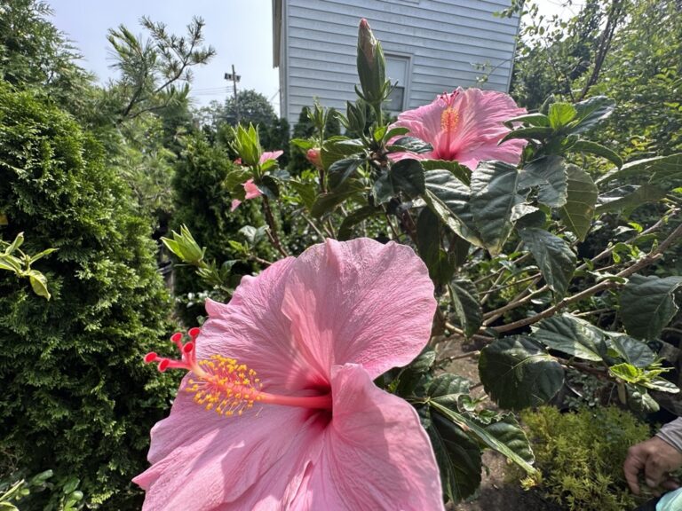 F3494F3A-5AF5-4A50-8E8B-C30DC84D414C_1_105_c