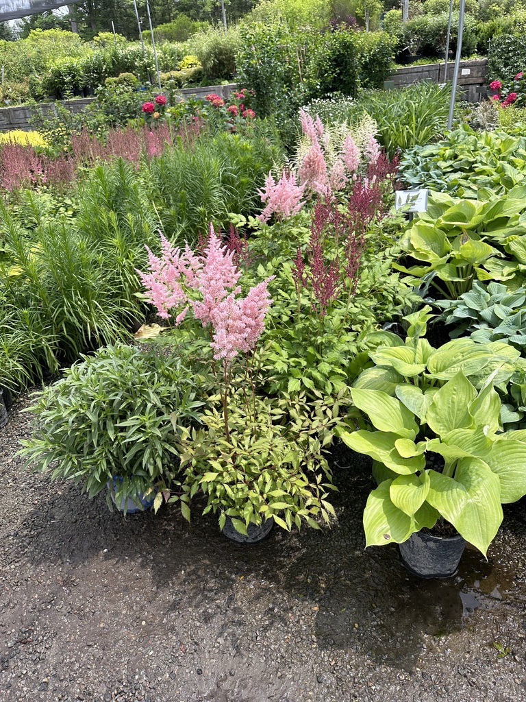 F85BE45D-E1AF-46F1-8ECA-9585F1C3C6C0_1_105_c