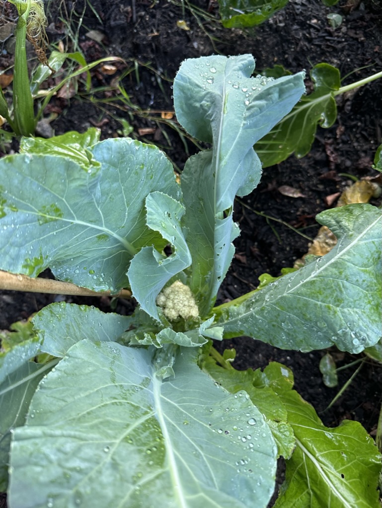 FA5BA9BE-53EB-4F6E-AC18-A18128459616_1_105_c