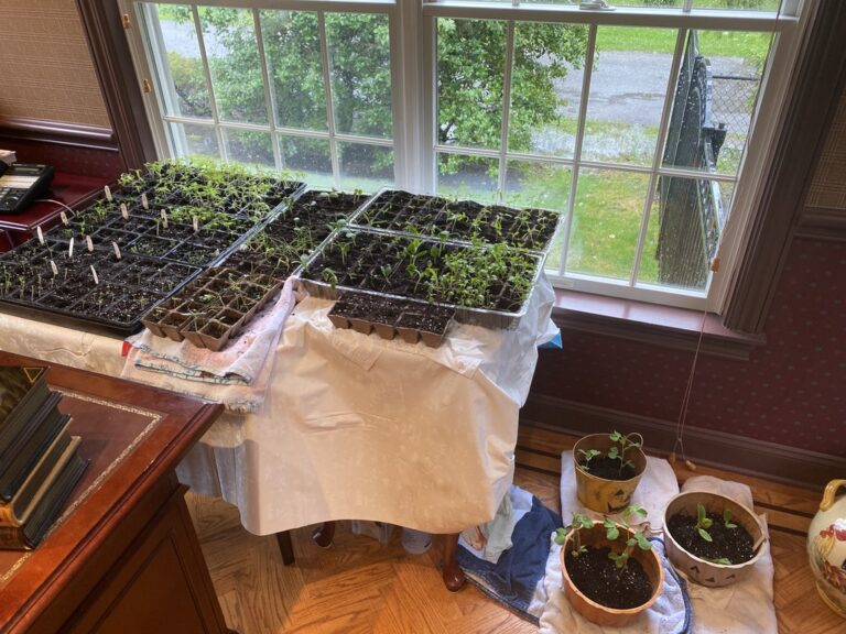 FCFA0574-48BA-46CC-84C4-9434446A82BC_1_105_c