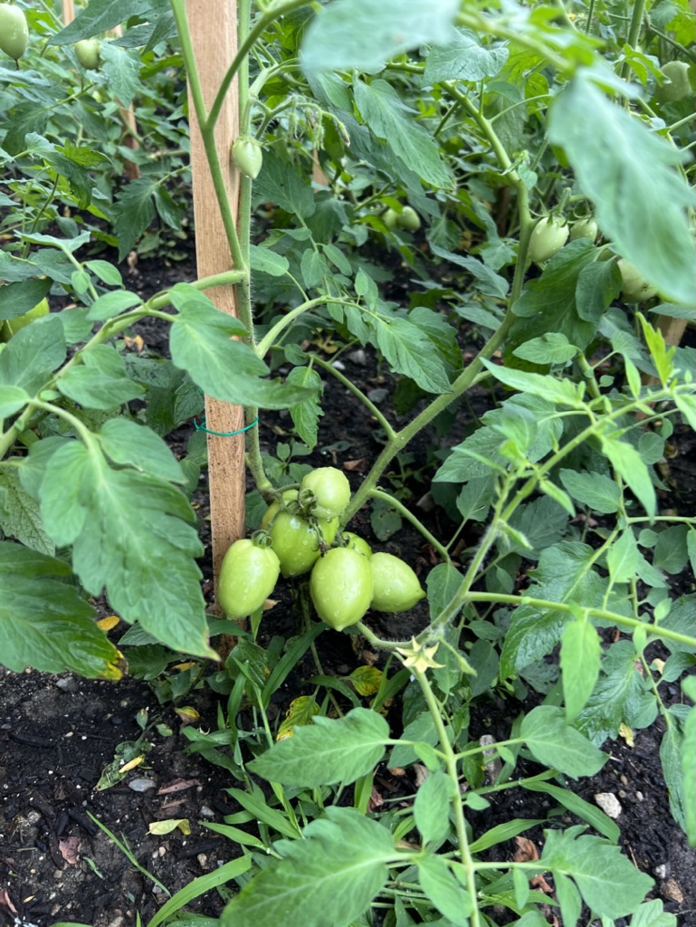 FF58C807-EAF9-417F-A3C0-64C7269B4A58_1_105_c