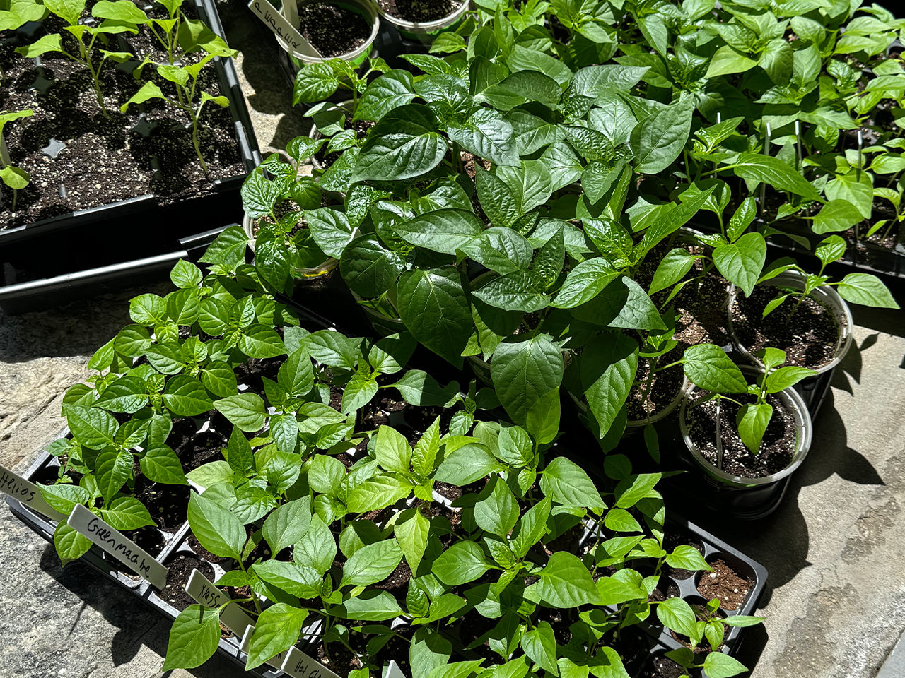 Image hover effect image