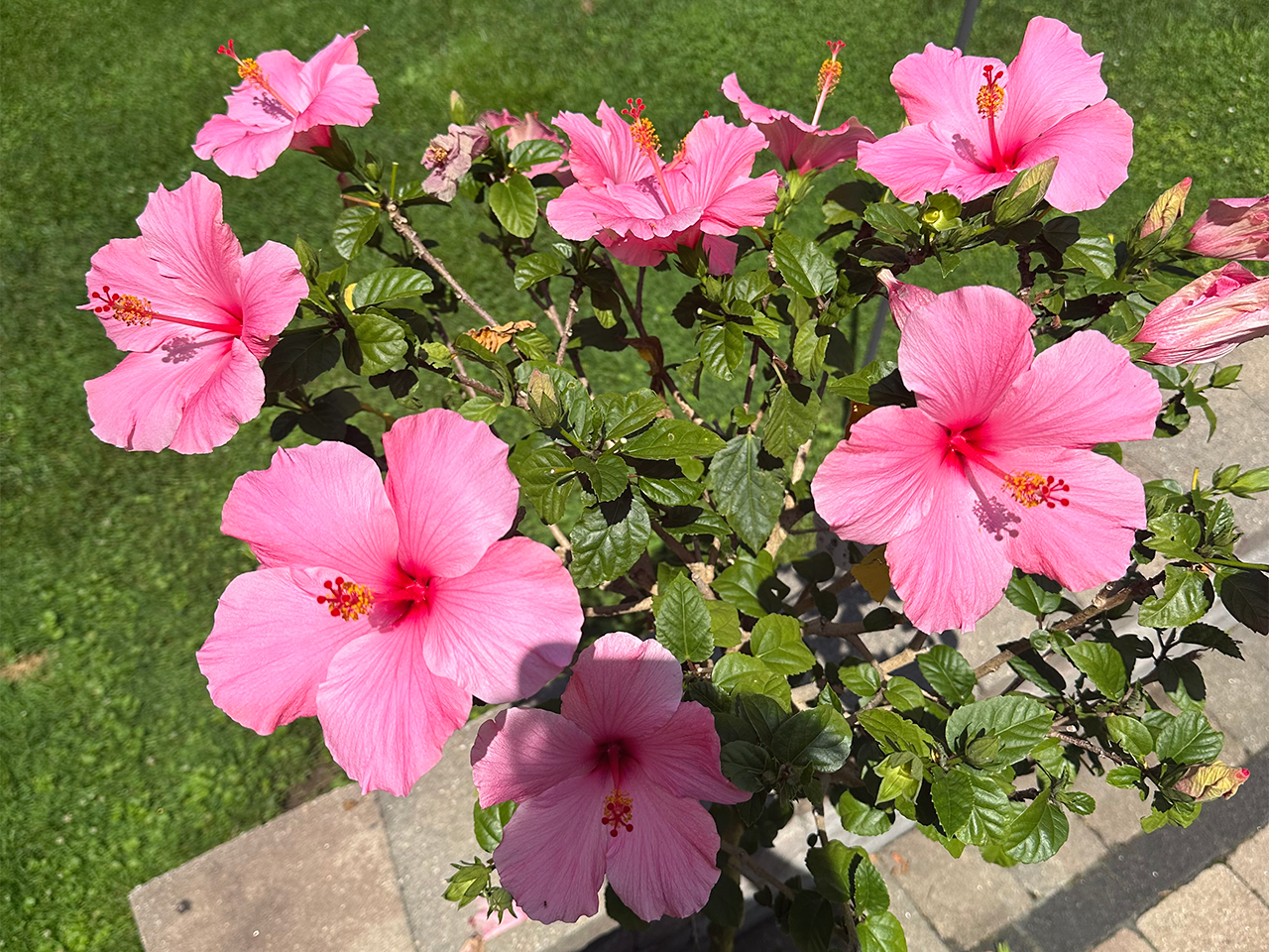 Image hover effect image