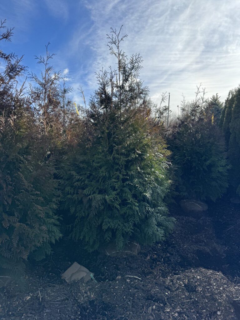 photo_19_2024-07-19_19-09-04