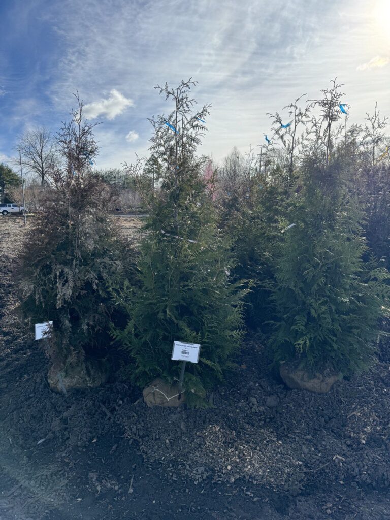 photo_1_2024-07-19_19-09-29