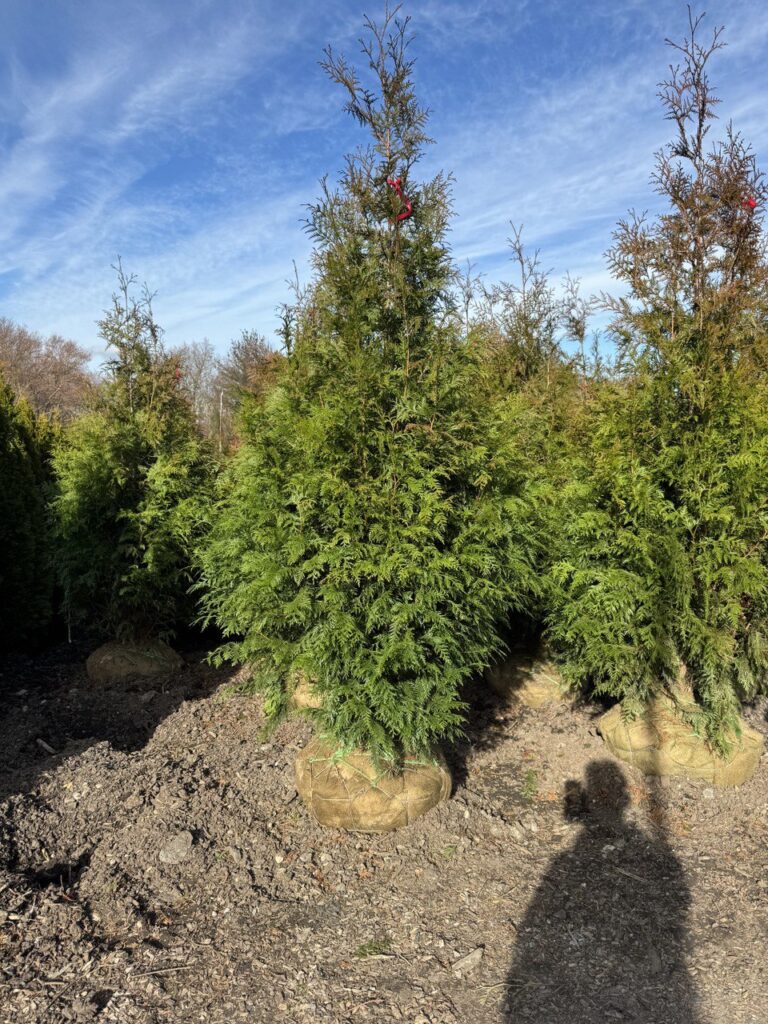 photo_2_2024-07-19_19-09-29