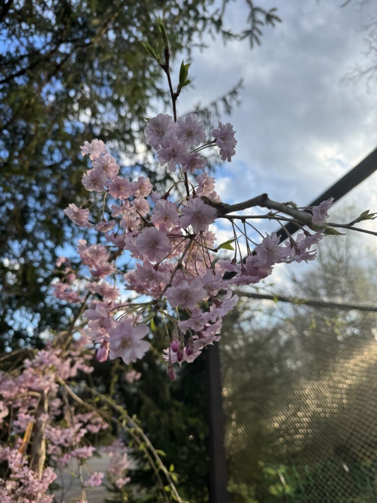 photo_7_2024-07-19_19-09-29