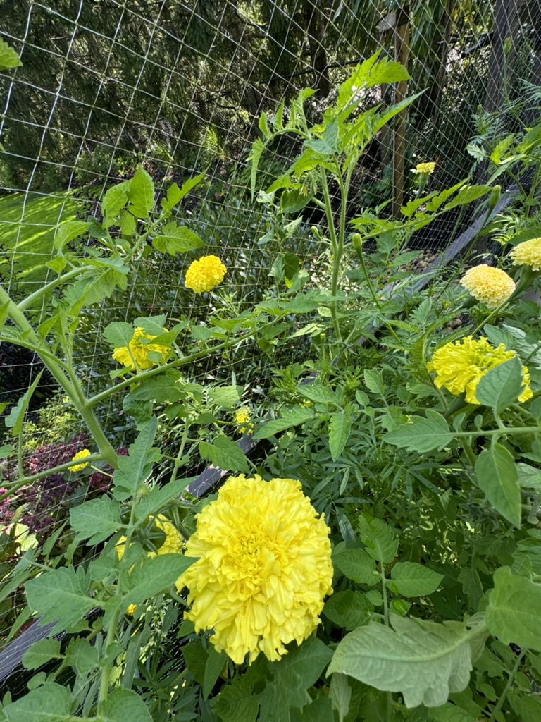 098F5789-BAF8-4F80-AFA7-B8881877A43A_1_105_c