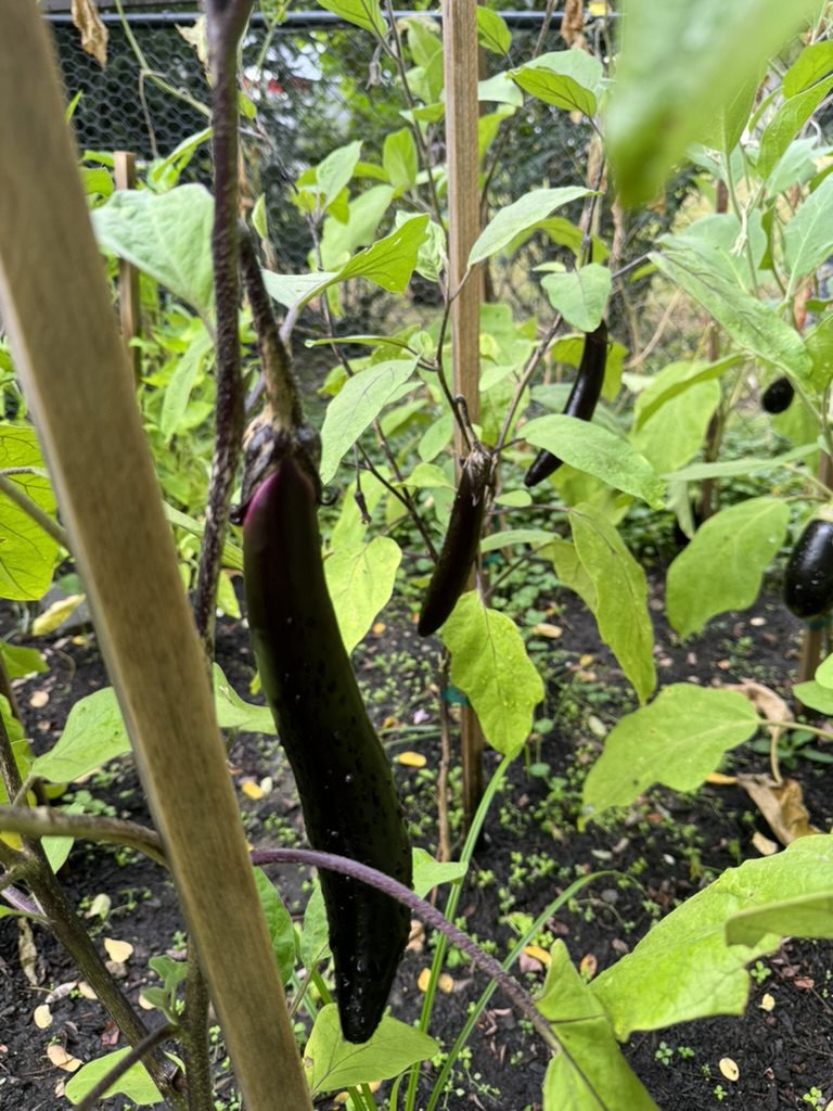 1128F921-F35E-4B7D-A592-8BA2ED3692EA_1_105_c