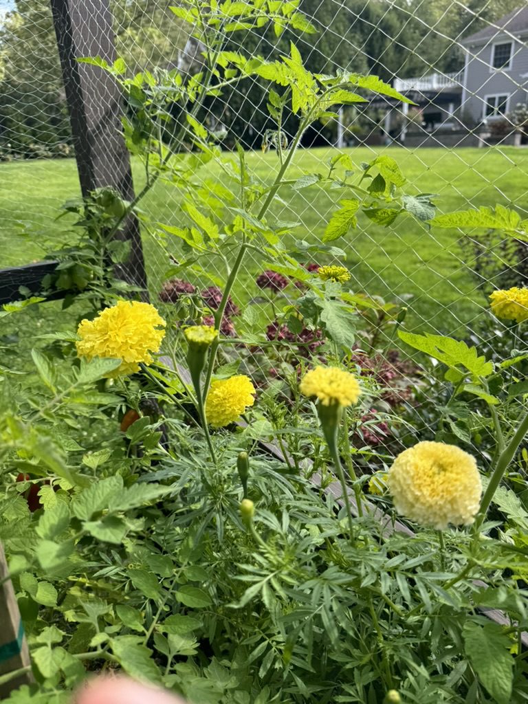 18A85912-E8F1-4EB1-8446-6E0D48F1321E_1_105_c