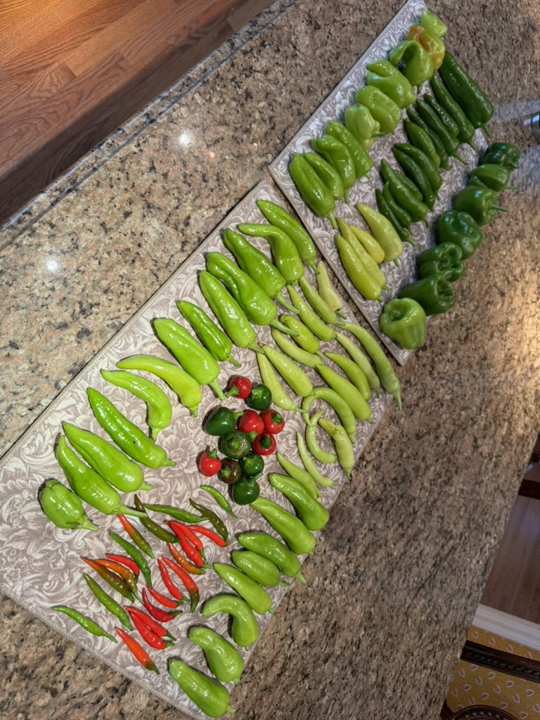 298C8328-6F5F-4F5B-87A1-2F359A4CF374_1_105_c