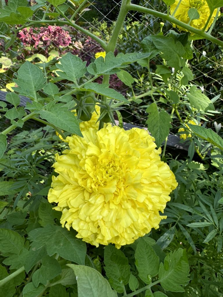 5914ED1C-AC8A-4223-B466-0FB82AE38C67_1_105_c