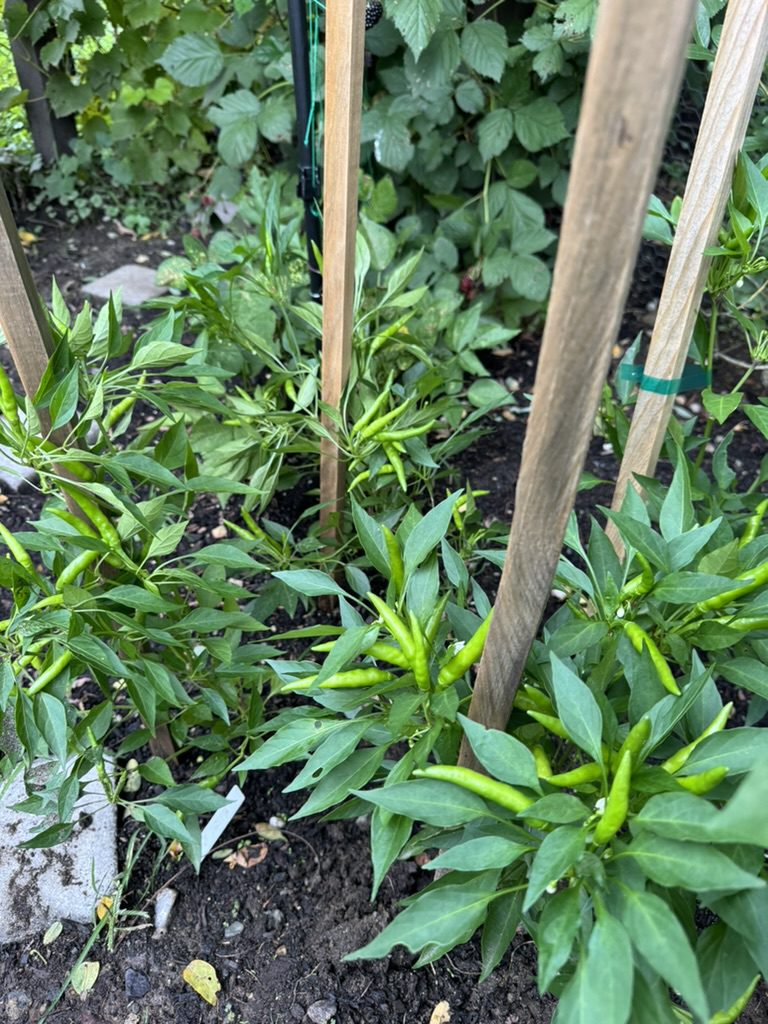 5AB7E06E-43F3-415E-BCA4-7E3191A19267_1_105_c