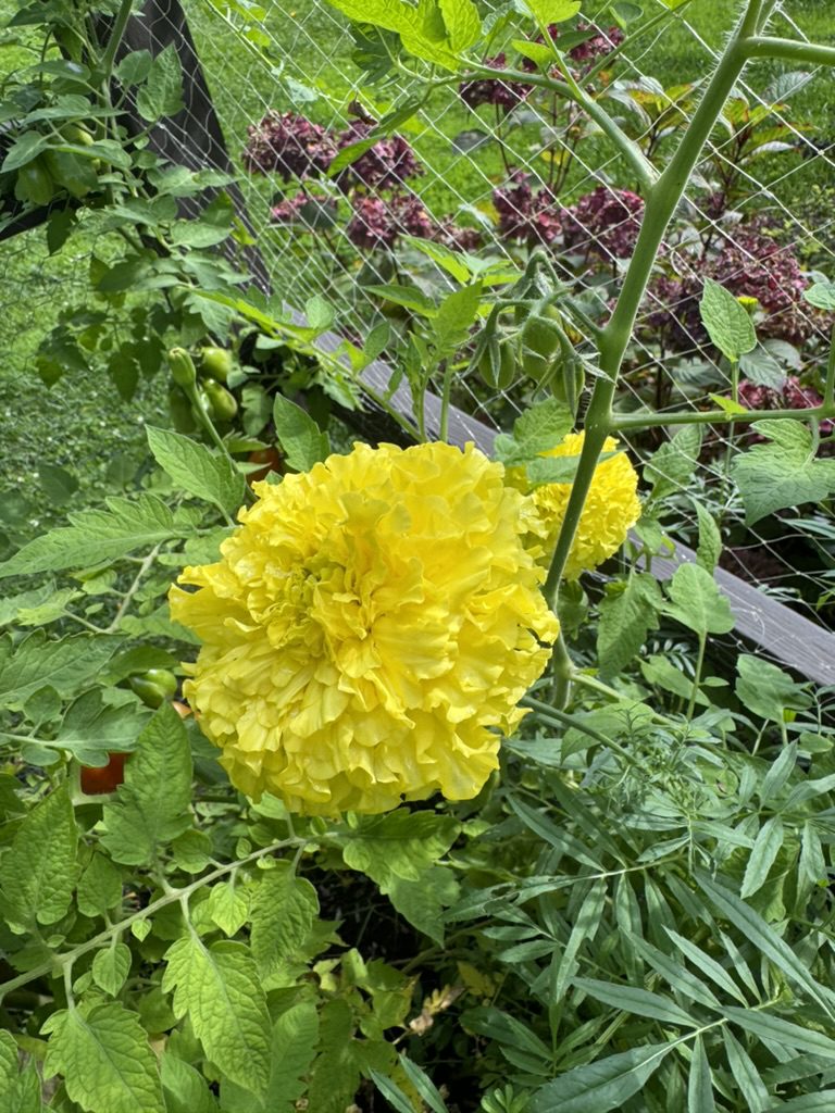 60DCF125-EFED-4594-A953-1A5E9F533C36_1_105_c